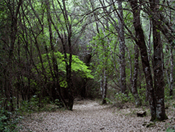 Escursione guidata alla foresta de Is Arinus
