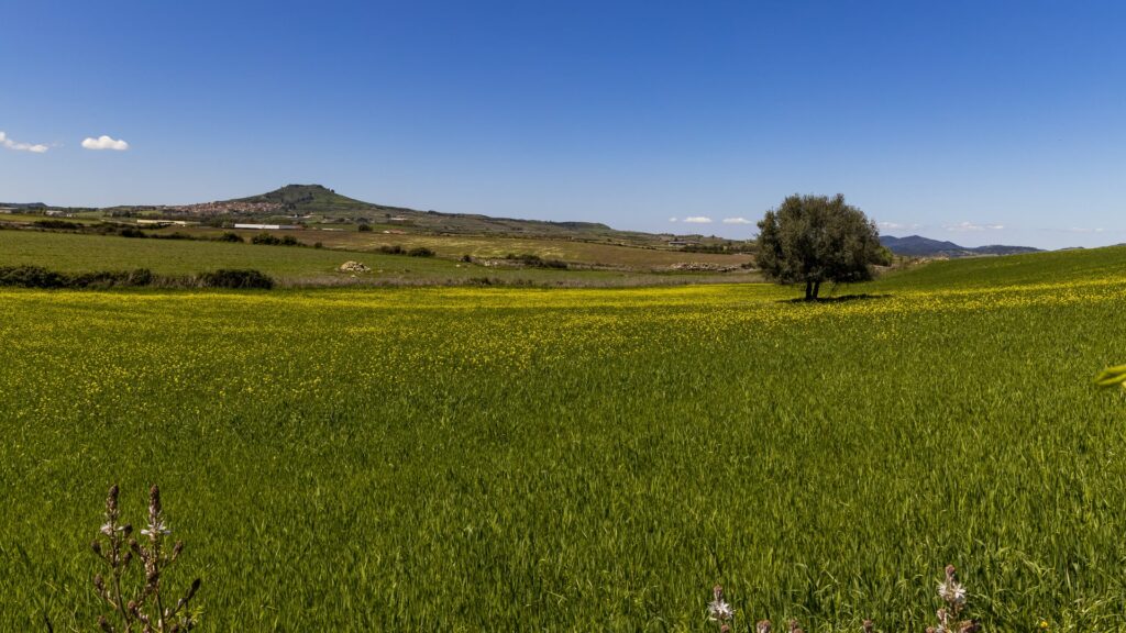 Torneo paesano genonese calcio A5 2023